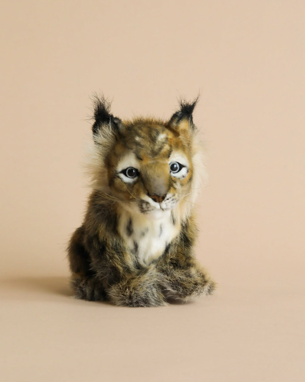 Lynx Cub Animal