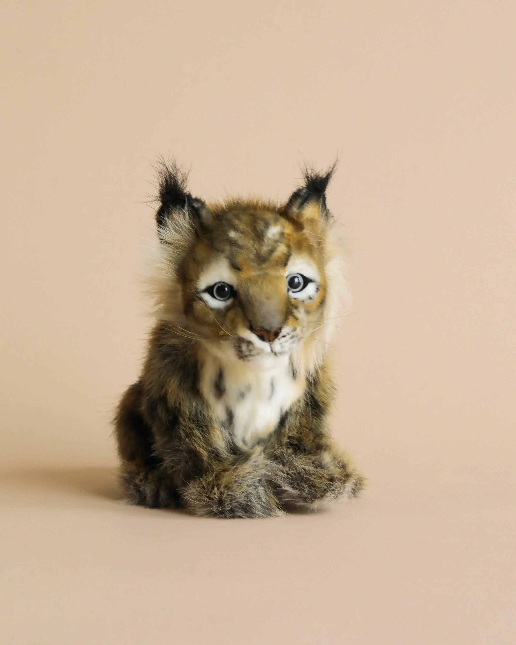 Lynx Cub Animal