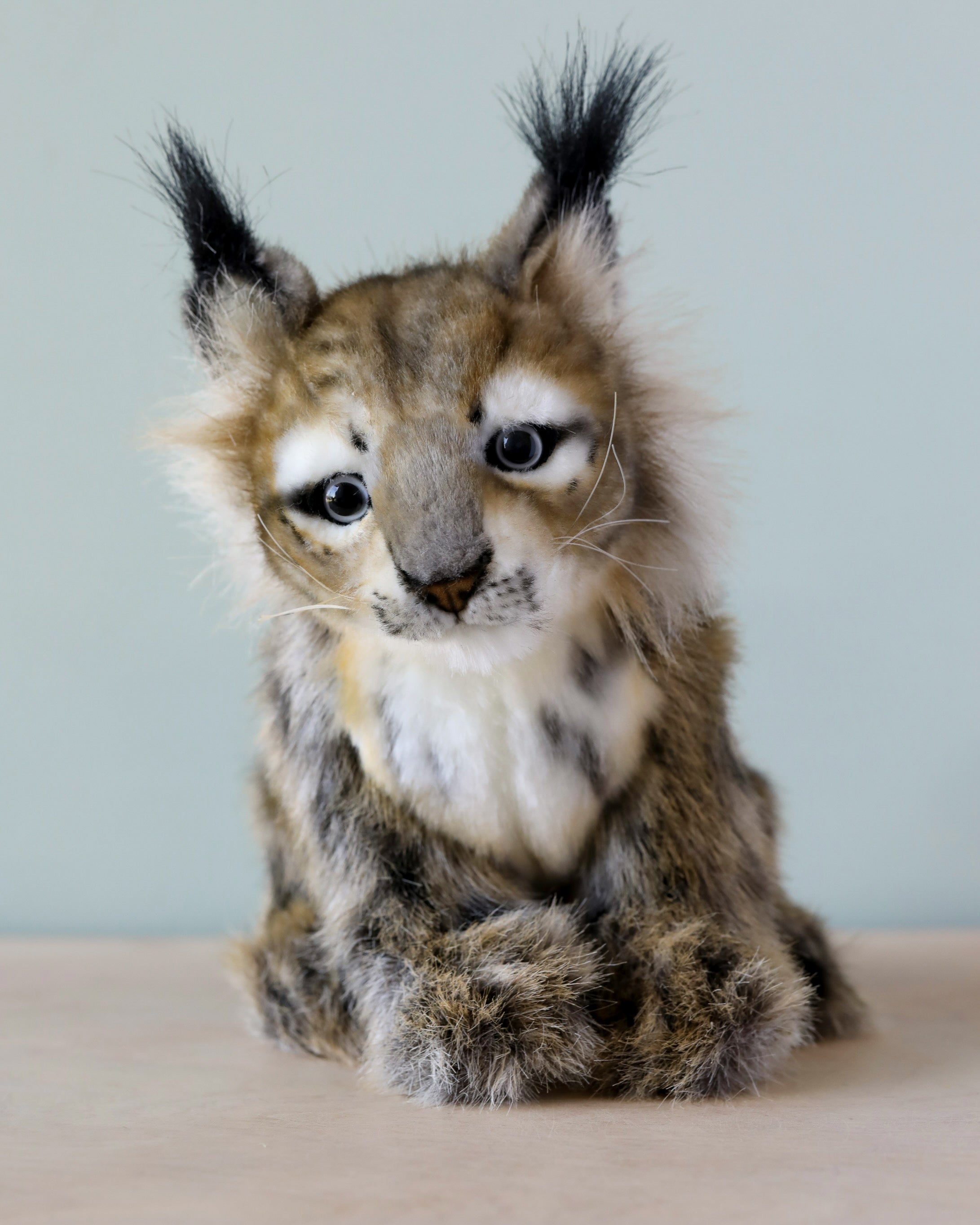 Lynx Cub Animal