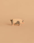 Ostheimer Spotted Pig - Head High