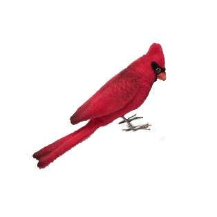 Cardinal Red Bird