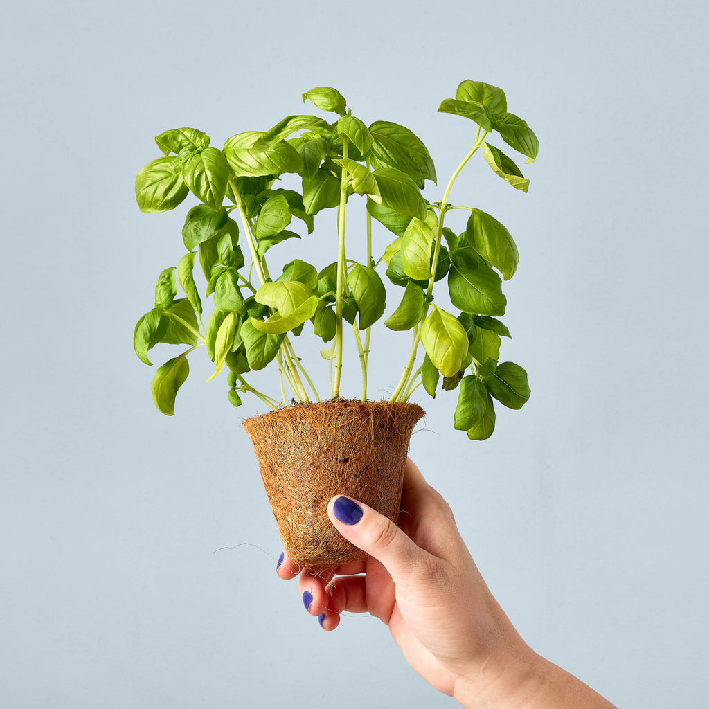 Garden Seed Pop (Single)