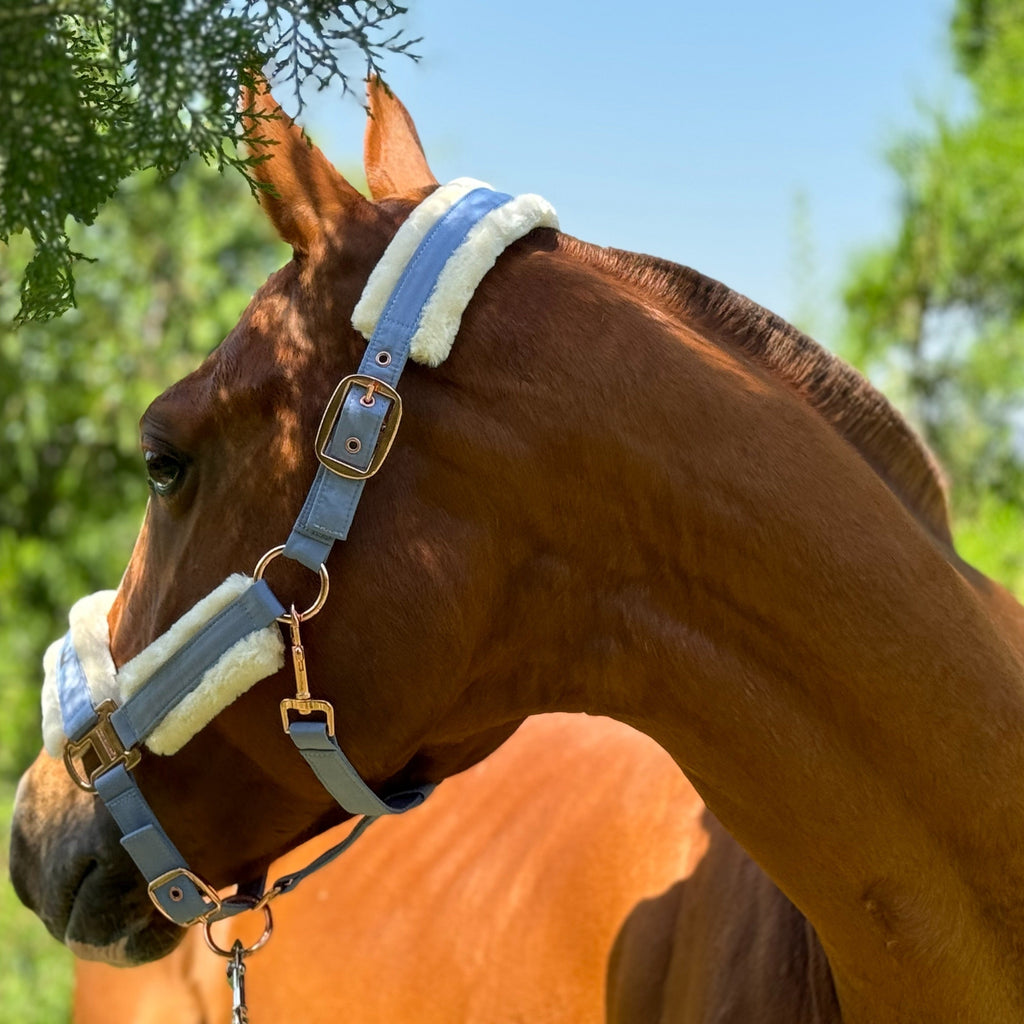 Horse Halter with Detachable Faux Fur Band & Glossy Buckle – Adjustable Head Collar for Horses, Available in 15 Colors & 3 Sizes FULL COB PONY